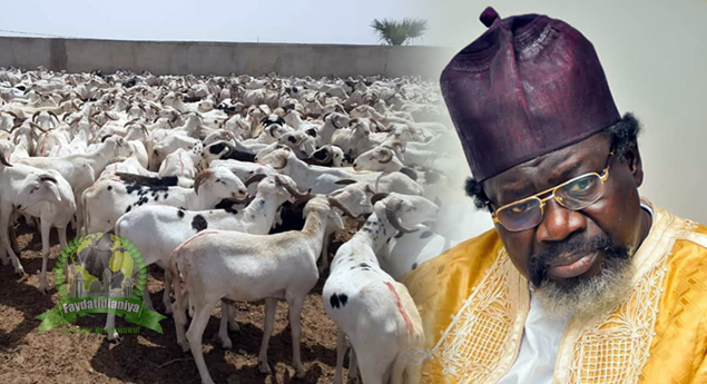 (Photos) Tabaski 2019: Imam Cheikh Tidiane Cissé au chevet des populations de Kaolack en offrant plus de 2500 moutons