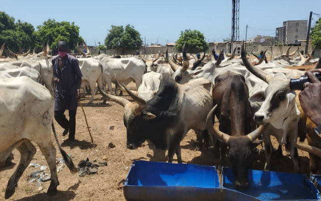 Tamkharit 2020 –  1600 bœufs offerts par Macky Sall  aux lieux de culte musulmans