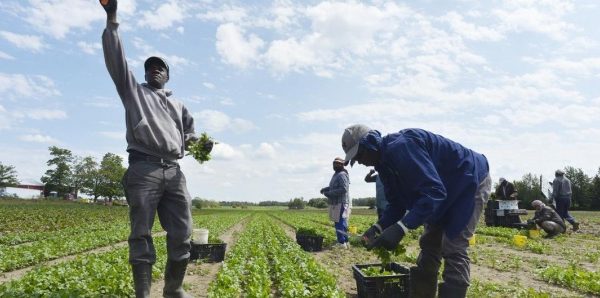 Italie : plus de 15 000 Sénégalais travaillent dans les champs agricoles